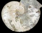 Displayable Hoploscaphites Ammonite - South Dakota #43920-1